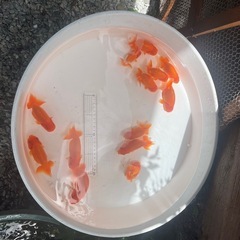 らんちゅう　二歳魚の画像