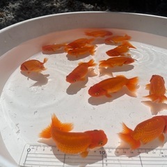 らんちゅう　二歳魚の画像