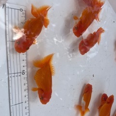 らんちゅう　二歳魚の画像