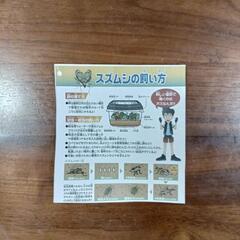 涼しい音色！鈴虫成虫3ペア小学生の自由研究に全国発送できます（代引き）の画像