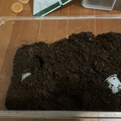 国産カブトムシ　卵　幼虫　カブトムシの画像
