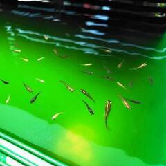 ミックスメダカ稚魚20匹+α 無料で差し上げます！今年5、6月に生まれた1cm前後の稚魚です。色はほぼ黒、グレイです。の画像