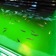ミックスメダカ稚魚20匹+α 無料で差し上げます！今年5、6月に生まれた1cm前後の稚魚です。色はほぼ黒、グレイです。の画像