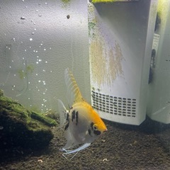 エンゼルフィッシュ　稚魚　成長中の画像