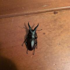 クワガタ♂♀　カブトムシ♀　11匹の画像