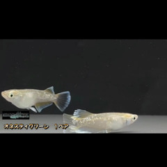 グランブルーメダカ！藤美メダカ様！6匹(1保証)取引がスムーズな方のみ！の画像