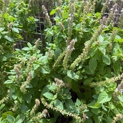 アガベ　ベネズエラ　アテナータ　多肉植物　巨大！！　　の画像
