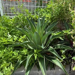アガベ　ベネズエラ　アテナータ　多肉植物　巨大！！　　の画像