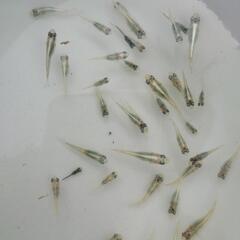 幹之フルボディ鉄仮面　幼魚30匹+α　保証込みの画像