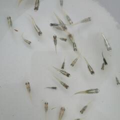 幹之フルボディ鉄仮面　幼魚30匹+α　保証込みの画像