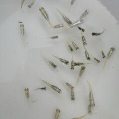 幹之フルボディ鉄仮面　幼魚30匹+α　保証込みの画像