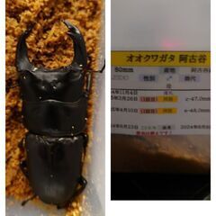 【夏休み用】オオクワガタ ♀のみ(交尾済)の画像