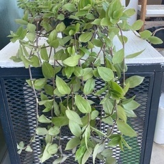 鑑賞植物　トラディスカンチア属 アロマティカス等の画像