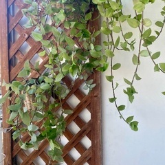 鑑賞植物　トラディスカンチア属 アロマティカス等の画像