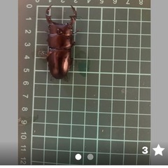 タイワンオオクワガタ　国産オオクワガタ　伊坂様
　各ペアの画像