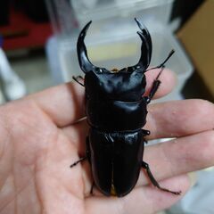 【夏休み用】国産オオクワガタ ♀のみ(交尾済)の画像