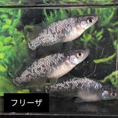 早めの取引限定の方のみ！カズーメダカ様作出メダカ！2品種 (写真の水槽はつきません！)の画像