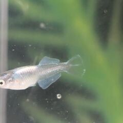 早めの取引限定の方のみ！カズーメダカ様累代ラムネ系メダカ稚魚から若魚サイズ(写真の水槽はつきません！)の画像