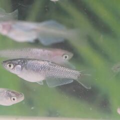 早めの取引限定の方のみ！カズーメダカ様累代ラムネ系メダカ稚魚から若魚サイズ(写真の水槽はつきません！)の画像