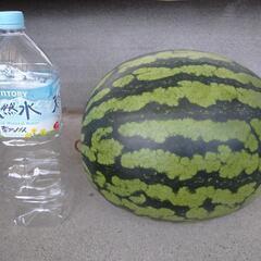 ビッグスイカ&玉ねぎの画像