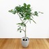 ランキングキーワードに紐づく投稿画像-観葉植物