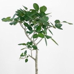 観葉植物の画像