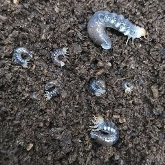 🔹幼虫5頭 ﾌｪﾓﾗﾄｩｽﾎｿｸﾜｶﾞﾀ　の画像
