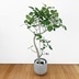 ランキングキーワードに紐づく投稿画像-観葉植物