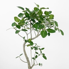 観葉植物 フィカス ベンガレンシスの画像