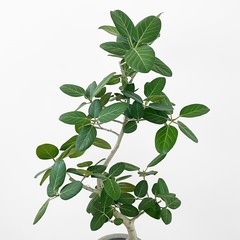 観葉植物 フィカス ベンガレンシスの画像
