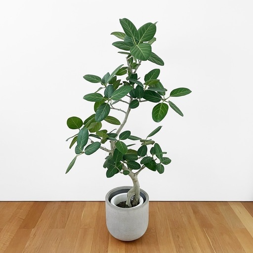 観葉植物 フィカス ベンガレンシス