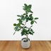 ランキングキーワードに紐づく投稿画像-観葉植物