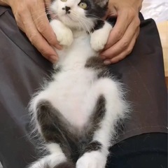 もふもふ長毛の白黒くん♡生後2〜3ヶ月♡子猫