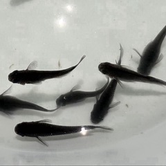 オロチ針子約70匹前後、青蝶針子10匹  ★受け渡し相手決まりました★の画像