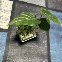 【受渡し決定】インテリア　フェイクグリーンの画像