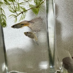 ブルーグラス・グッピー　稚魚20匹　　の画像