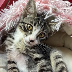 🌸🐈目力強いキジ白　妹🐈🌸