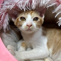 🌸🐈茶白のニャンコ🐈🌸
