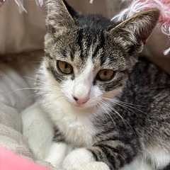 🌸🐈目力強いキジ白の姉🐈🌸