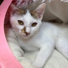⚽️🐈‍⬛白三毛仔猫🐈‍⬛⚽️ トライアル決定