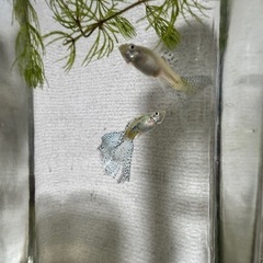 ブルーグラス・グッピー　稚魚20匹　　の画像