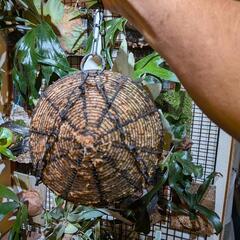 ビカクシダ　ベイチーの画像