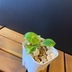 ランキングキーワードに紐づく投稿画像-観葉植物