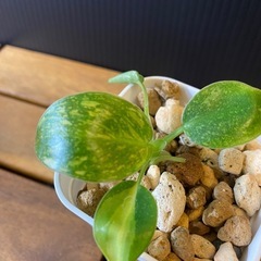 フィロデンドロン グリーンコンゴ（黄斑）の画像