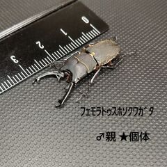 🔹幼虫5頭 ﾌｪﾓﾗﾄｩｽﾎｿｸﾜｶﾞﾀ　の画像