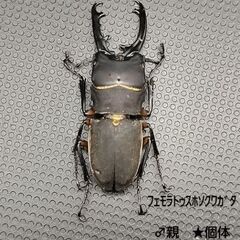 🔹幼虫5頭 ﾌｪﾓﾗﾄｩｽﾎｿｸﾜｶﾞﾀ　の画像