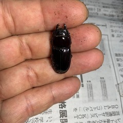 ダイトウヒラタ♂1♀2の画像