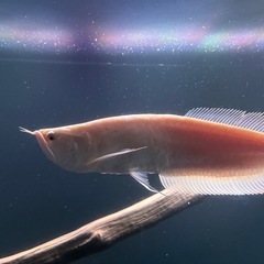 アルビノシルバーアロワナ　熱帯魚　鑑賞　古代の画像