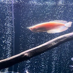 アルビノシルバーアロワナ　熱帯魚　鑑賞　古代の画像