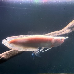 アルビノシルバーアロワナ　熱帯魚　鑑賞　古代の画像